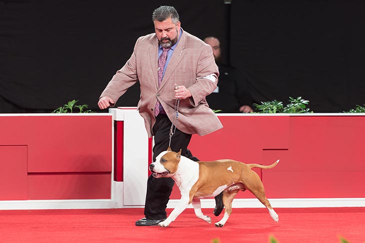 Best Bred By Exhibitor in Show, BBE Terrier Group First, Best of Breed, and Best Bred By in Breed/Variety: GCHG CH Alpine's Lbk Living On The Road BCAT DS CGC TKN (Pancho), American Staffordshire Terrier; Best Bred-By-Exhibitor in Show judging at the 2019 AKC National Championship presented by Royal Canin, Orlando, FL.