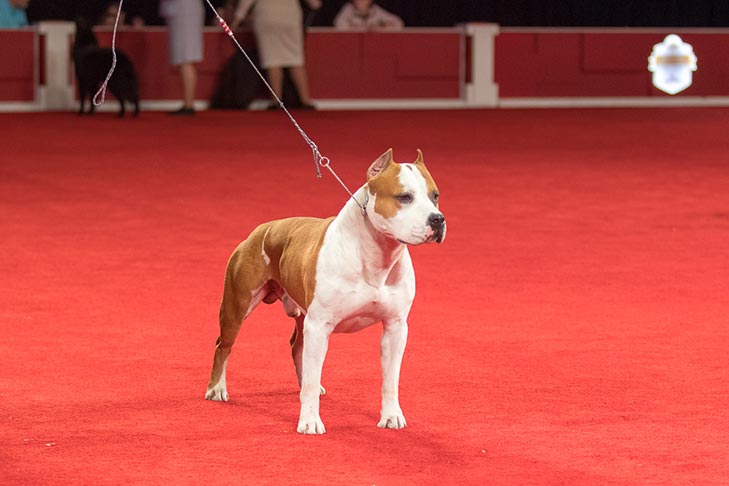 Best Bred By Exhibitor in Show, BBE Terrier Group First, Best of Breed, and Best Bred By in Breed/Variety: GCHG CH Alpine's Lbk Living On The Road BCAT DS CGC TKN (Pancho), American Staffordshire Terrier; Best Bred-By-Exhibitor in Show judging at the 2019 AKC National Championship presented by Royal Canin, Orlando, FL.