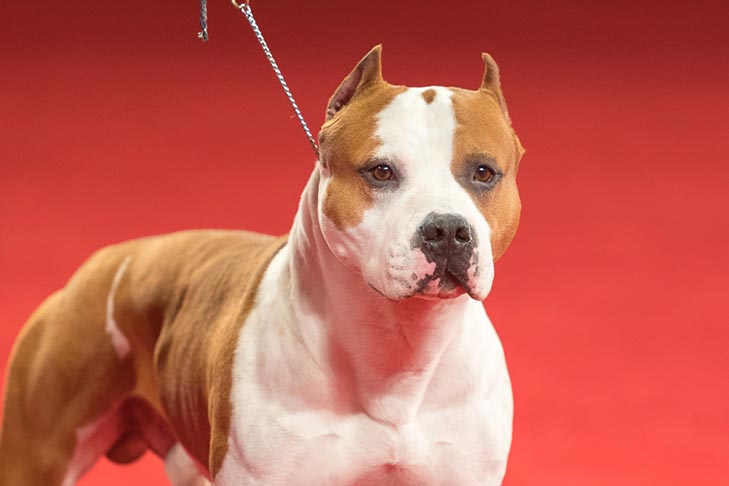 Best Bred By Exhibitor in Show, BBE Terrier Group First, Best of Breed, and Best Bred By in Breed/Variety: GCHG CH Alpine's Lbk Living On The Road BCAT DS CGC TKN (Pancho), American Staffordshire Terrier; Best Bred-By-Exhibitor in Show judging at the 2019 AKC National Championship presented by Royal Canin, Orlando, FL.