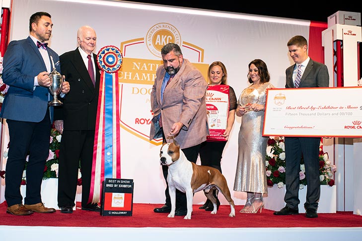 Best Bred By Exhibitor in Show, BBE Terrier Group First, Best of Breed, and Best Bred By in Breed/Variety: GCHG CH Alpine's Lbk Living On The Road BCAT DS CGC TKN (Pancho), American Staffordshire Terrier; 2019 AKC National Championship presented by Royal Canin, Orlando, FL.