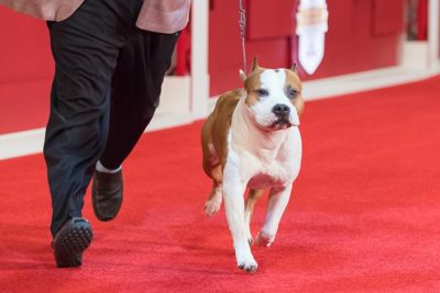 north american kennel club