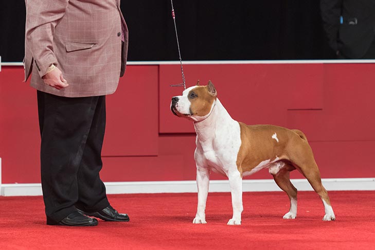 Best Bred By Exhibitor in Show, BBE Terrier Group First, Best of Breed, and Best Bred By in Breed/Variety: GCHG CH Alpine's Lbk Living On The Road BCAT DS CGC TKN (Pancho), American Staffordshire Terrier; Terrier Group judging at the 2019 AKC National Championship presented by Royal Canin, Orlando, FL.