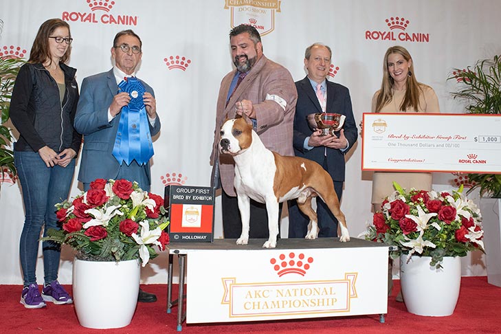 Best Bred-By-Exhibitor in Show, BBE Terrier Group First, Best of Breed, and Best Bred By in Breed/Variety: GCHG CH Alpine's Lbk Living On The Road BCAT DS CGC TKN (Pancho), American Staffordshire Terrier; 2019 AKC National Championship presented by Royal Canin, Orlando, FL.