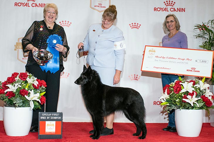 BBE Herding Group First, Best of Opposite Sex, and Best Bred By in Breed/Variety: GCHS CH Verseau's Queen Of Everything V. Eh (Tori), Belgian Sheepdog; 2019 AKC National Championship presented by Royal Canin, Orlando, FL.