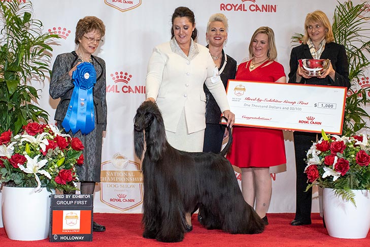BBE Hound Group First, Best of Breed, and Best Bred By in Breed/Variety: GCHG CH Sunlit's Queen Of Everything CGC (Araina), Afghan Hound; 2019 AKC National Championship presented by Royal Canin, Orlando, FL.