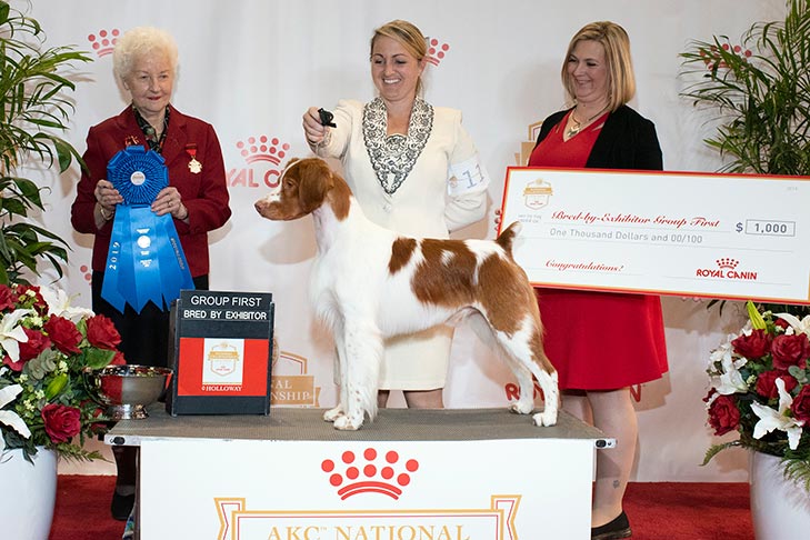 BBE Sporting Group First, Best Bred By in Breed/Variety, and Select Dog: GCHS CH Millette's Game Player (Chester), Brittany; 2019 AKC National Championship presented by Royal Canin, Orlando, FL.