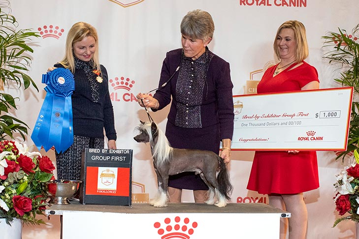 BBE Toy Group First, Best of Breed, and Best Bred By in Breed/Variety: GCHP CH Kaylen's General Kai Panda (Kai), Chinese Crested; 2019 AKC National Championship presented by Royal Canin, Orlando, FL.