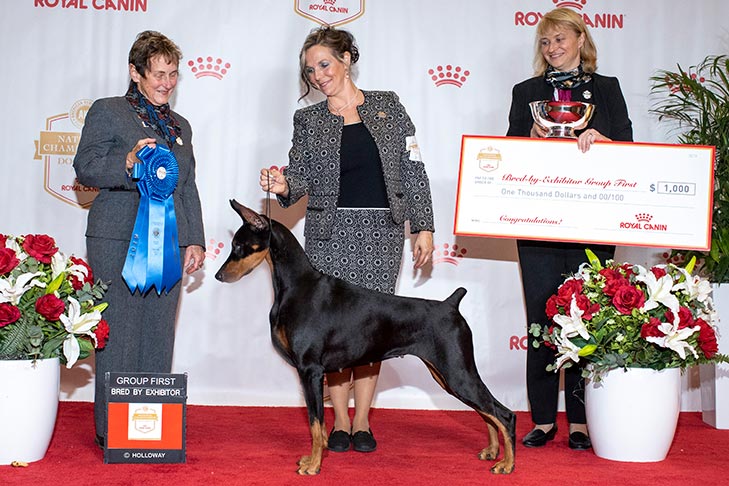 BBE Working Group First, Best Bred By in Breed/Variety, and Select Bitch: GCHG CH Protocol's I Came I Saw I Sparkled CA (Sparkle), Doberman Pinscher; 2019 AKC National Championship presented by Royal Canin, Orlando, FL.