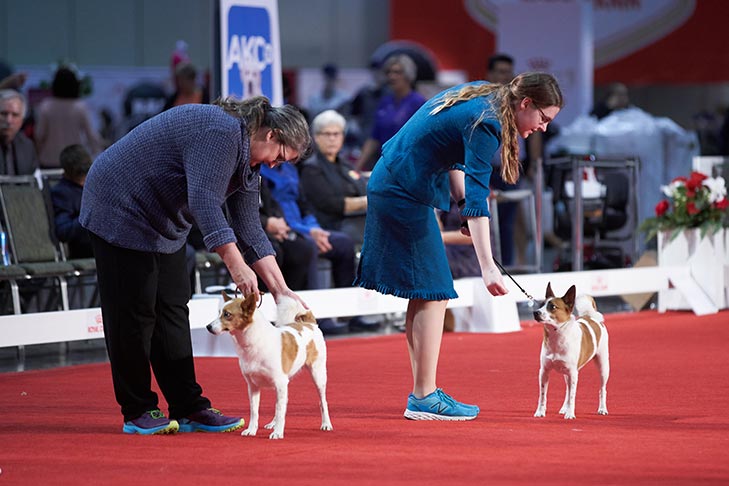 Norrbottenspets breed show; 2019 AKC National Championship presented by Royal Canin, Orlando, FL.