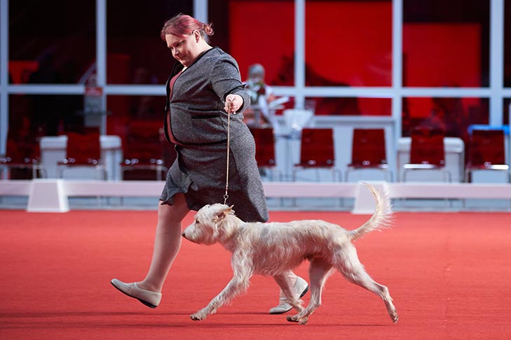 Portuguese Podengo breed show; 2019 AKC National Championship presented by Royal Canin, Orlando, FL.