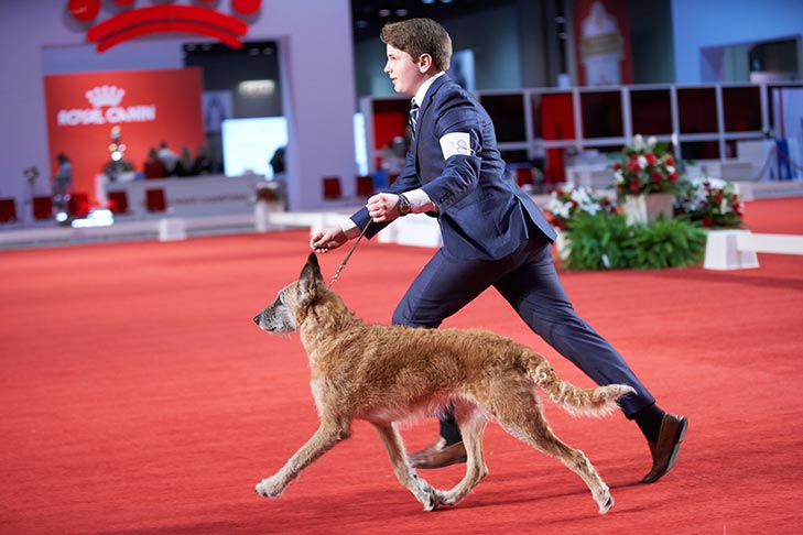 Belgian Laekenois breed show; 2019 AKC National Championship presented by Royal Canin, Orlando, FL.