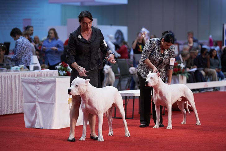 Dogo Argentino breed show; 2019 AKC National Championship presented by Royal Canin, Orlando, FL.