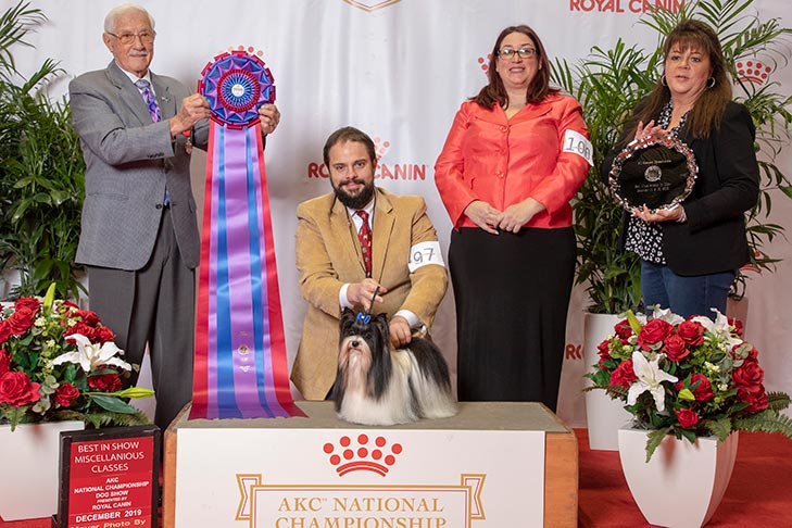 Best in Miscellaneous, Miscellaneous Best of Breed, Winners Dog, and MOPN- -D-1: Ola De Gras Very Wonderful Wins CM (Win), Biewer Terrier; 2019 AKC National Championship presented by Royal Canin, Orlando, FL.