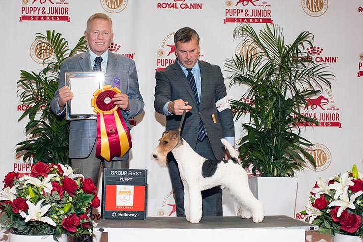 Best in Stakes, Terrier Group First, Best of Breed, and 1518- -D-1: Fleet St Forged At Hampton Court, Wire Fox Terrier; 2019 National All-Breed Puppy and Junior Stakes, Orlando, FL.