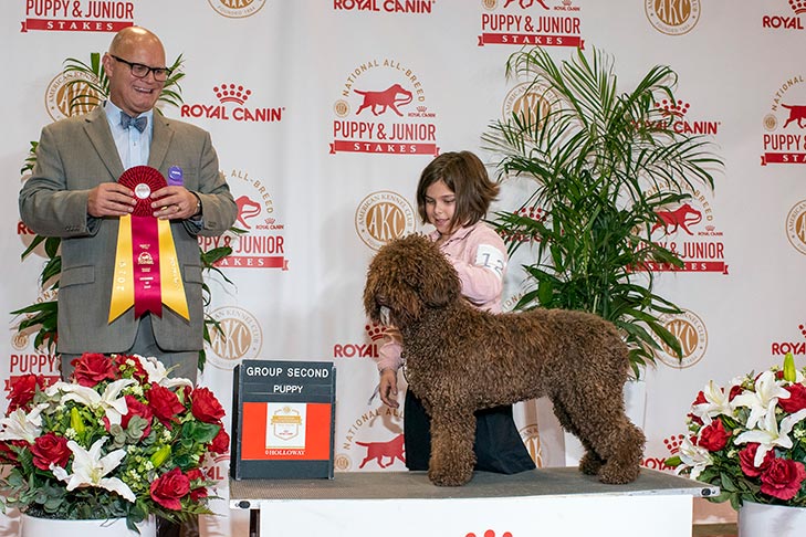 Herding Group Second, Best of Breed, and 1215- -B-1: CH Dgs Novispanna, Spanish Water Dog; 2019 National All-Breed Puppy and Junior Stakes, Orlando, FL.