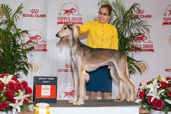 Hound Group Third, Best of Breed, and 1518- -D-1: GCH CH Kingscourt Khan'Z The Chosen One, Saluki; 2019 National All-Breed Puppy and Junior Stakes, Orlando, FL.