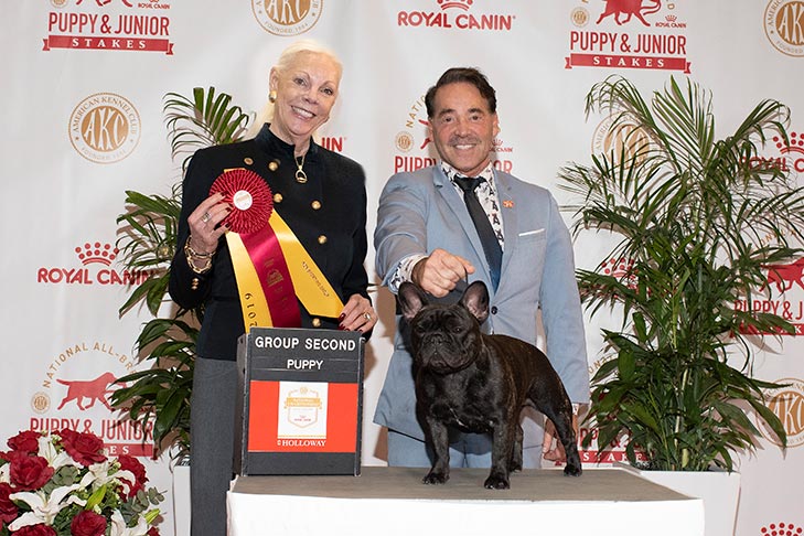 Non-Sporting Group Second, Best of Breed, and 1518- -B-1: GCH CH Arborhills Xmark Dream Angel Of Goldshield (Gizzy), French Bulldog; 2019 National All-Breed Puppy and Junior Stakes, Orlando, FL.