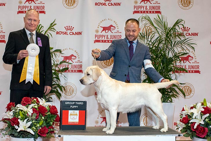Sporting Group Third, Best of Breed, and 1215- -B-1: Tampa Bay & Eagle Pond's Kisses Sweeter Than Wine, Labrador Retriever; 2019 National All-Breed Puppy and Junior Stakes, Orlando, FL.