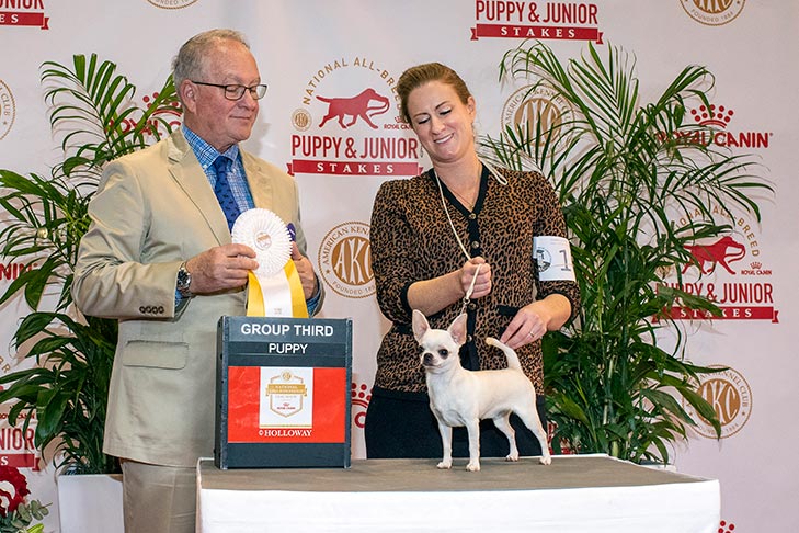 Toy Group Third, Best of Breed, and PUP69- -B-1: Knockout Pretty Little Liar (Flirt), Smooth Coat Chihuahua; 2019 National All-Breed Puppy and Junior Stakes, Orlando, FL.