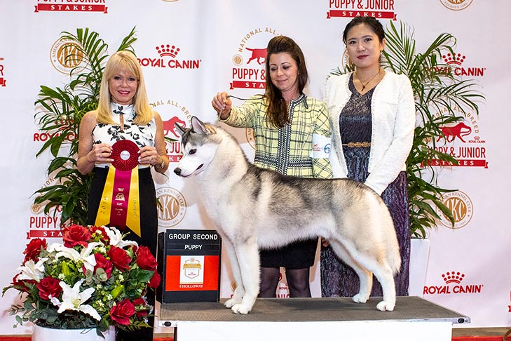Working Group Second, Best of Breed, and 1215- -D-1: CH Unicornhill Legal High, Siberian Husky; 2019 National All-Breed Puppy and Junior Stakes, Orlando, FL.