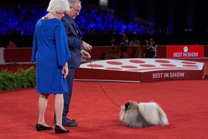 Best in Show, Toy Group First, Bred-By-Exhibitor Toy Group Second, Best of Breed, and Best Bred-By in Breed: GCH CH Pequest Wasabi (Wasabi), Pekingese, handled by David Fitzpatrick; Best in Show judging at the 2019 AKC National Championship presented by Royal Canin, Orlando, FL.