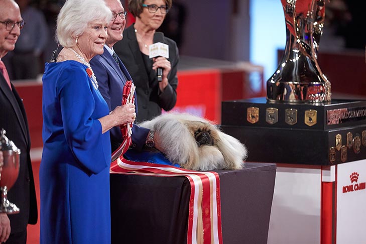 2019 Best in Show GCH CH Pequest Wasabi (Wasabi), Pekingese, handled by David Fitzpatrick; 2019 AKC National Championship presented by Royal Canin, Orlando, FL.