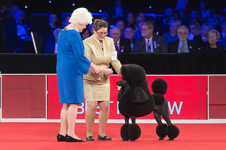 Reserve Best in Show, Non-Sporting Group First, and Best of Breed: GCHP CH Stone Run Afternoon Tea, Standard Poodle, handled by Chrystal Murray; Best in Show judging at the 2019 AKC National Championship presented by Royal Canin, Orlando, FL.