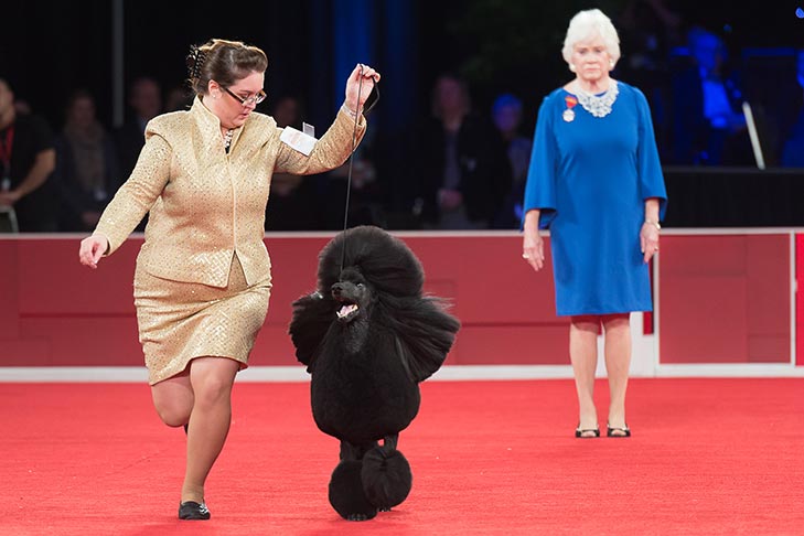 Reserve Best in Show, Non-Sporting Group First, and Best of Breed: GCHP CH Stone Run Afternoon Tea, Standard Poodle, handled by Chrystal Murray; Best in Show judging at the 2019 AKC National Championship presented by Royal Canin, Orlando, FL.