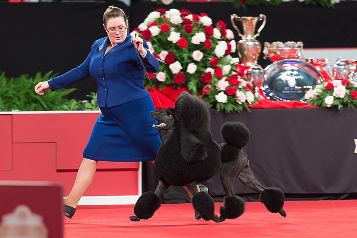 Reserve Best in Show, Non-Sporting Group First, and Best of Breed: GCHP CH Stone Run Afternoon Tea, Standard Poodle; Non-Sporting Group judging at the 2019 AKC National Championship presented by Royal Canin, Orlando, FL.