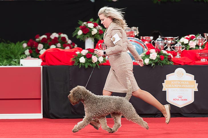 Best of Breed: GCHB CH Larcan's Meyer Made Lemonade RN CGC TKN, Lagotto Romagnolo; Sporting Group judging at the 2019 AKC National Championship presented by Royal Canin, Orlando, FL.