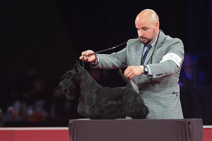Best of Breed: GCHS CH Kelwyn's High Society (Grace), Scottish Terrier; Terrier Group judging at the 2019 AKC National Championship presented by Royal Canin, Orlando, FL.