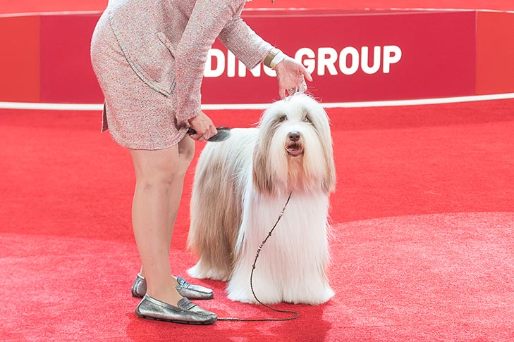 Best of Breed and Best Bred By in Breed/Variety: GCHG CH Scott's Lady Liberty (Ginger), Bearded Collie; Herding Group judging at the 2019 AKC National Championship presented by Royal Canin, Orlando, FL.