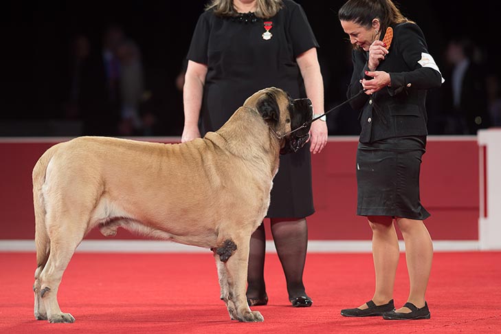 Best of Breed: GCHP CH Eastwinds Float Like A Butterfly Sting Like A Bee CGCA (Cash), Mastiff; Working Group judging at the 2019 AKC National Championship presented by Royal Canin, Orlando, FL.