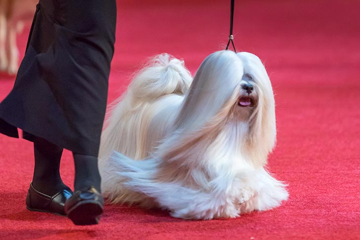 Best of Breed: GCHG CH Siimline's Love Legacy Truth, Lhasa Apso; Non-Sporting Group judging at the 2019 AKC National Championship presented by Royal Canin, Orlando, FL.