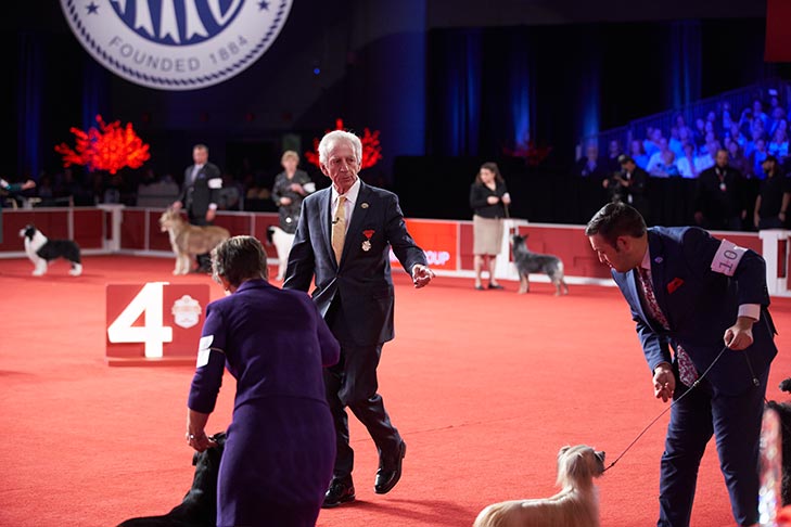 Herding Group judging at the 2019 AKC National Championship presented by Royal Canin, Orlando, FL.