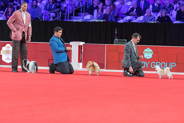 Toy Group judging at the 2019 AKC National Championship presented by Royal Canin, Orlando, FL.