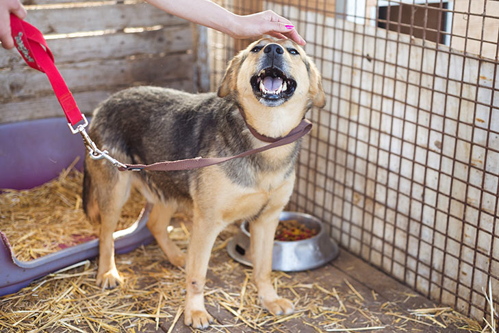 Mixed breed dog at a shelter waiting to go home.
