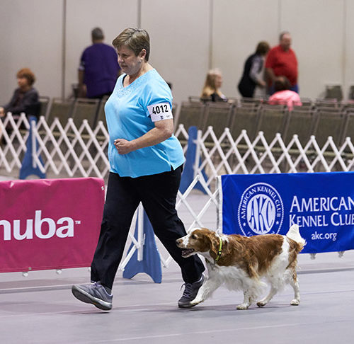 akc herding regulations