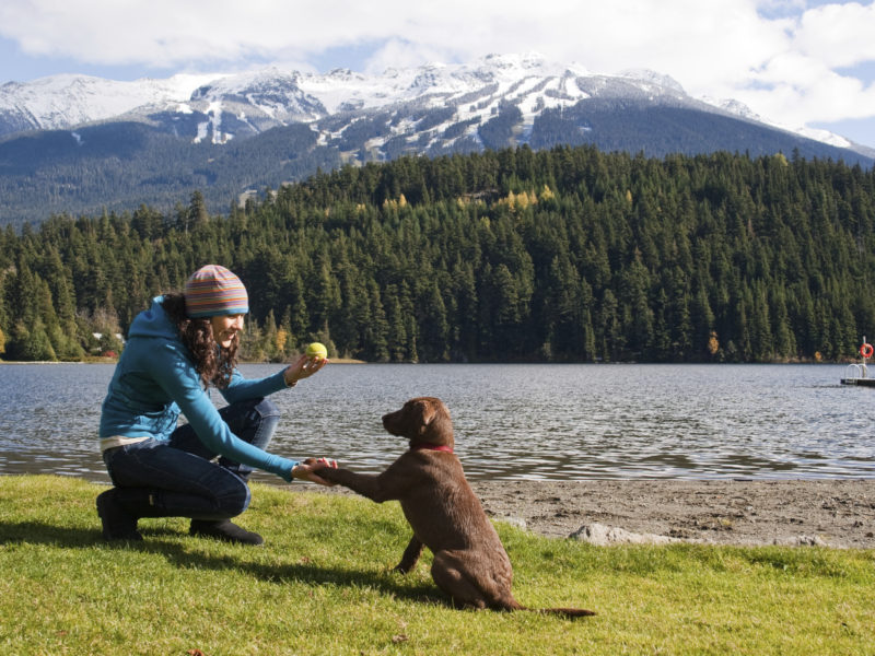 Winter outdoor trick training with Labrador Retriever