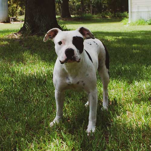 American Bulldog Dog Breed Information American Kennel Club