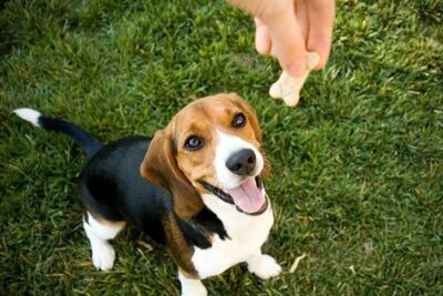 Beagle sitting waiting for a treat being held above his head.