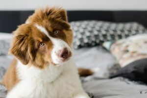 Australian Shepherd puppy laying down in a bed.