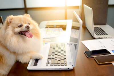 Pomeranian sittting at a desk with laptop and phone.