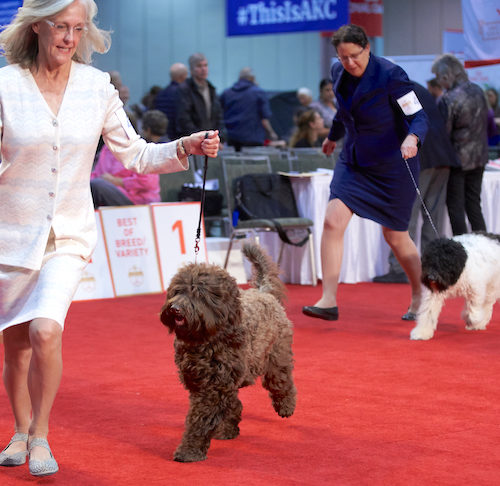 what does akc mean for dogs