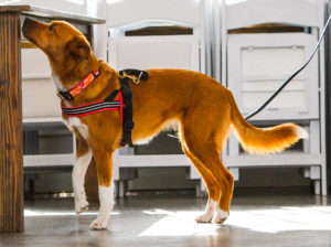 Competition Update Winter American Kennel Club
