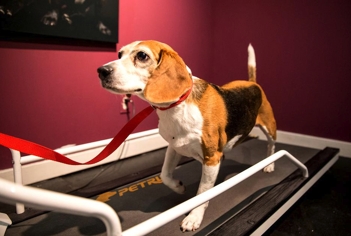 treadmill for dogs used