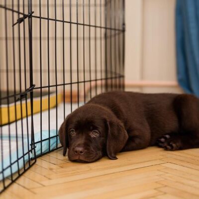 Labrador Retriever puppy laying down at home outside its kennel.