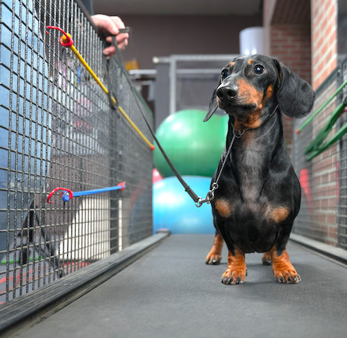dog running on treadmill