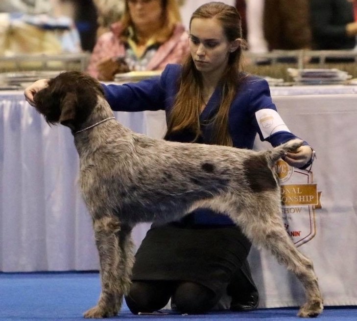 german wirehaired pointer akc