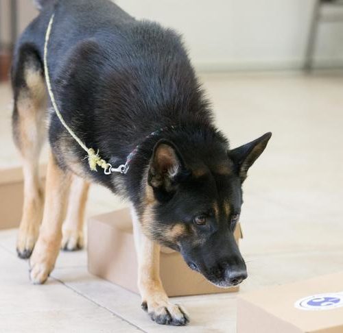 scent boxes for dogs